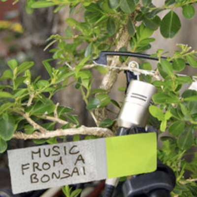 music bonsai
