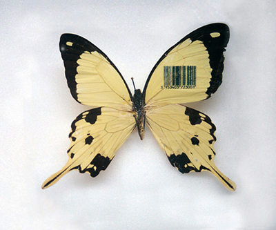 Le Farfalle di Sarah Garzoni
