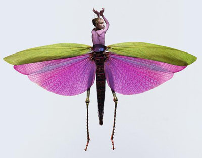 laurent seroussi insect