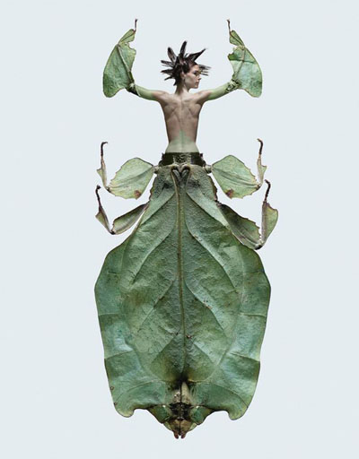 laurent seroussi insect